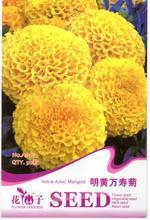 【明黃萬壽菊種子】最新最全明黃萬壽菊種子 產品參考信息