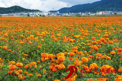 蘭坪 萬壽菊為鄉村振興獻 花 添彩