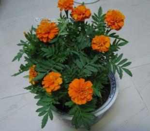 供應孔雀草、彩葉草、萬壽菊、矮牽牛等時令草花_農副產品_世界工廠網中國產品信息庫